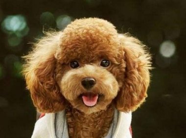 泰迪多大可以配种？“泰日天”这时开始形成