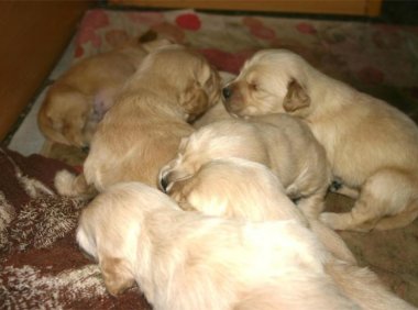 怎么训练小狗,重点是方法