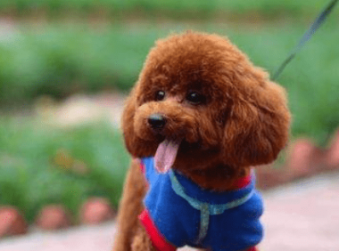 泰迪狗喂养注意事项,尤其是在饮食上面