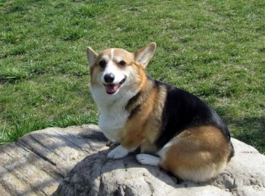 柯基犬有几个品种?常见的就这几个