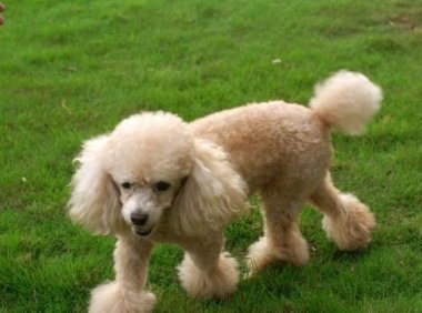 贵宾犬有泪痕怎么办?常用的处理方法有这些