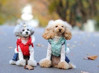 贵宾犬可以吃红薯吗?答案是肯定的