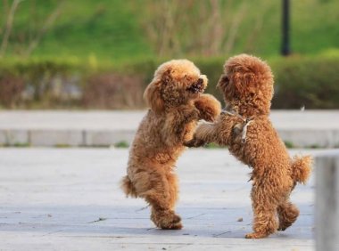 狗狗经常在家里尿尿怎么办？需要稍微的训练下