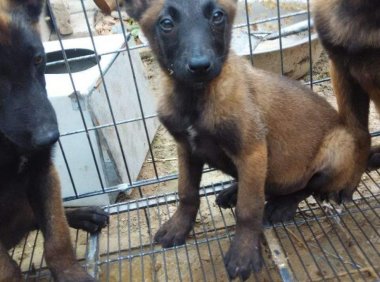 马犬咬主人吗?一般情况下是不会的