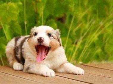 狗能吃鱼吗？刺多的还是谨慎