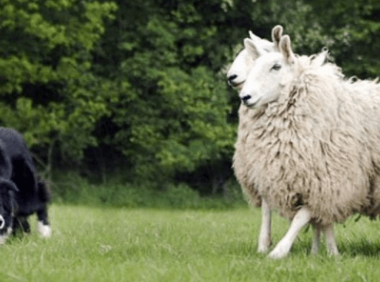 边境牧羊犬名字的由来,说起来还挺有意思的
