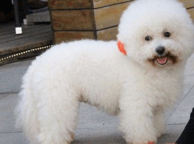 贵宾犬白色和棕色哪个贵?价格的关键点其实不在这