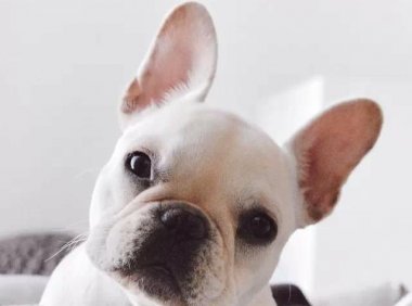 斗牛犬和史宾格哪个好?只能说各有所长