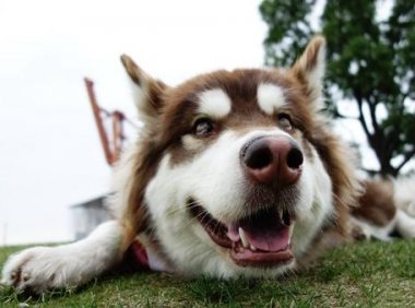 所有狗都有狂犬病毒吗?这些知识你需了解透彻了