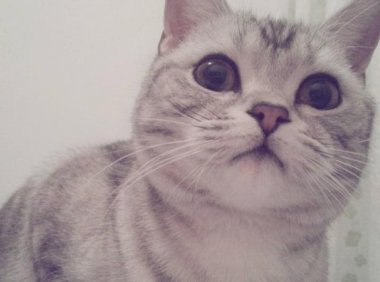 美短和英短的区别,这些地方注意区分