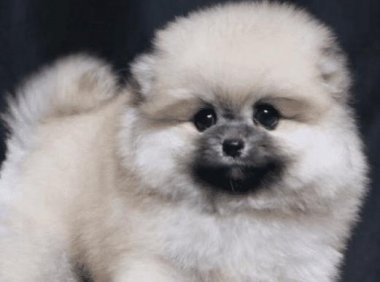 狗得细小的原因,还得从生活细节抓起