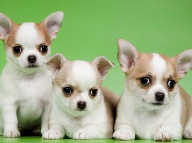 什么狗长不大,羡慕“逆生长”吗?