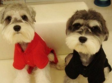 西高地和雪纳瑞区别,你知道的有多少