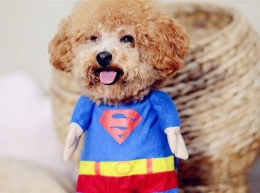 狗一生认几个主人?从一而终是它们的本性