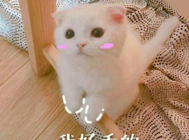 猫的生活习性~我们一起学猫叫~一起喵喵喵喵