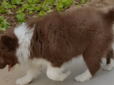 边境牧羊犬有几种品种，最常见也就这几种