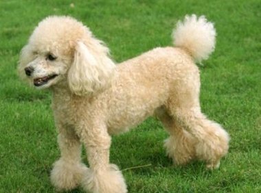 贵宾犬能听懂人说话吗?看看是怎么个说法