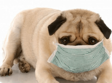 狗感冒吃什么药,切忌服用人吃的药