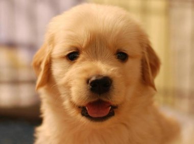 养金毛的好处和坏处,看看这些中招了吗