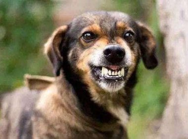 狂犬病狗能活多久？基本上很快就凉凉了