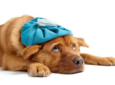 狗狗发烧吃什么药？这些问题要引起重视