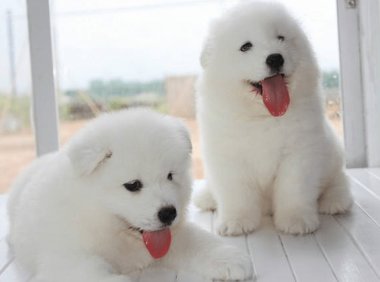 萨摩耶适合吃什么狗粮?饲喂要点看这里