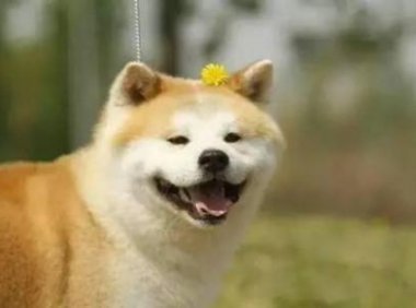 柴犬和秋田犬的价格,多方面对比