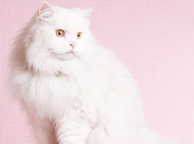 小猫有跳蚤怎么办，三招彻底消灭革子