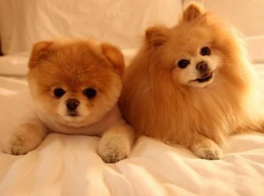 博美皮肤病会不会传染人？这份常识可以看看