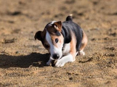 比格犬训练方法,简单快速又有效的看这里