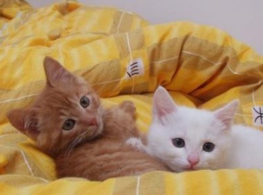 为什么不能养黄猫?这里面有一个古言