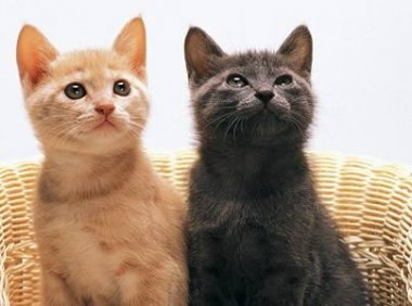 小猫一天喂几次，根据猫的实际情况来