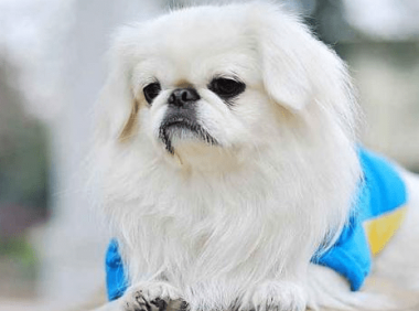 京巴犬怎么训练~你不得不知道的技巧