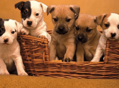 养狗的坏处~让你哭笑不得啊