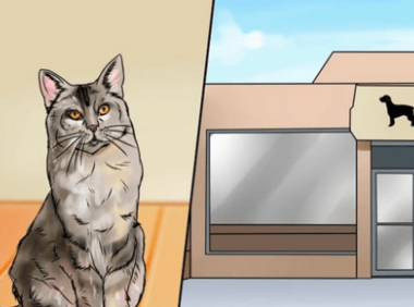 猫尿味怎么去除?实用妙招请查收