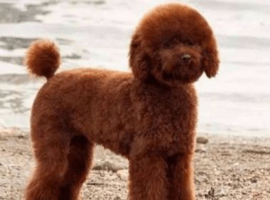 贵宾犬得了皮肤病怎么治疗?通用的做法是这样