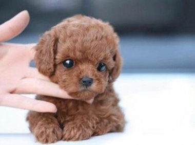 泰迪犬如何喂养？这些方法需要了解清楚