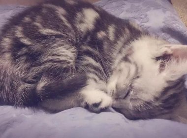 猫发烧的症状，注意这几点表现