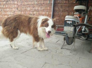 边境牧羊犬看门吗?这些内容让你放心