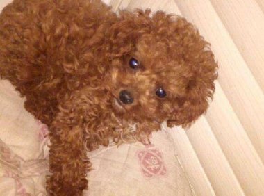 贵宾犬会咬主人吗?一般情况下是不会的