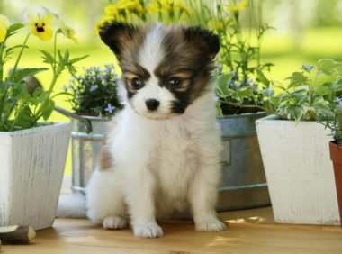 蝴蝶犬幼犬怎么训练,跟大多数的犬一样