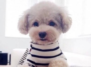 泰迪犬真菌感染会传染给人类吗？