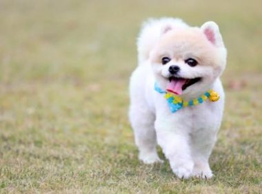 狗狗爪子抓伤要打针吗,情况不同处理方式不同