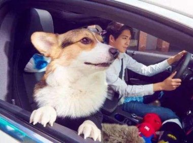 客车可以带宠物吗？爱狗的你这些知识你需知道