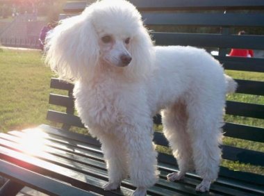 贵宾犬会乱叫吗?正常情况下是不会的