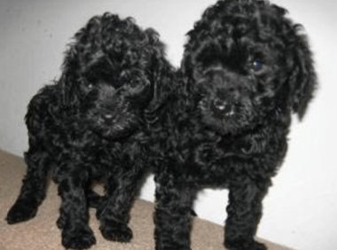 黑色贵宾犬哪里有卖?购买时注意这些问题