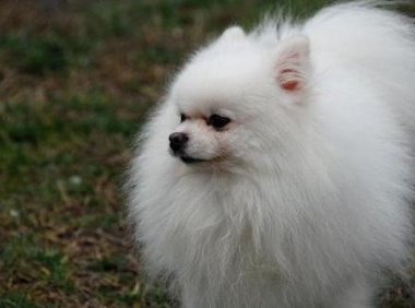 博美黑皮病怎么办?视情况可以送医了