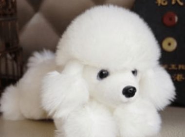 可爱的宠物狗有哪些,这三种常见的了解一下