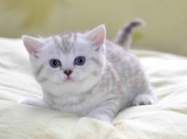 宠物猫品种图片大全,让你大开眼界