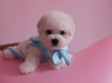 比熊狗吃什么?来看看这张食谱大全